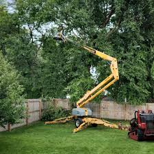 Trusted Abbotsford, WI Tree Removal and Landscaping Services Experts